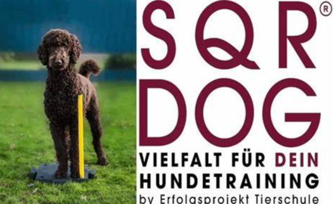 SQR-Dog Gruppe
